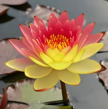 🌺 Ľahko pestovateľné semienka lekna (lotosu), vhodné na výsadbu v akomkoľvek ročnom období 🌿