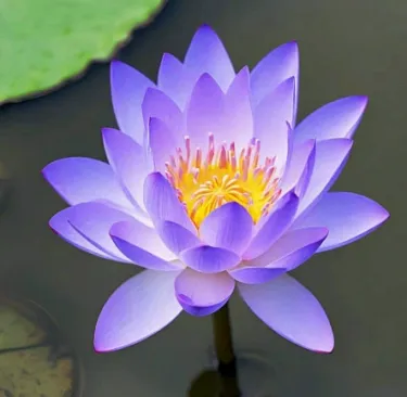 🌺 Ľahko pestovateľné semienka lekna (lotosu), vhodné na výsadbu v akomkoľvek ročnom období 🌿