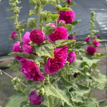 🌼 Semená plnokvetej slezovej ruže 🌿