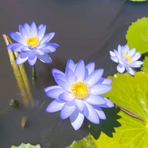 🌺 Ľahko pestovateľné semienka lekna (lotosu), vhodné na výsadbu v akomkoľvek ročnom období 🌿