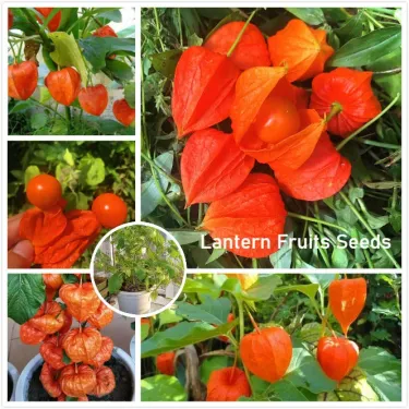 🌟 Semena Mochyně Peruánské (Physalis peruviana) – exotické zlaté bobule 🍊
