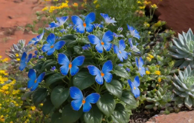 🌺 Motýlia begónia – kvety, ktoré tancujú ako motýle 🦋