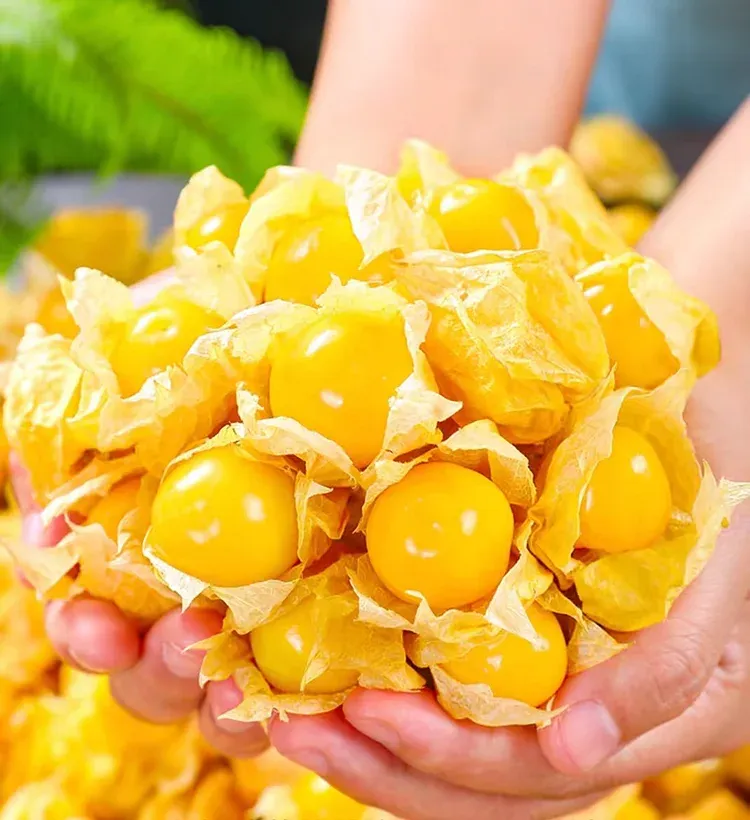 🌟 Semena Mochyně Peruánské (Physalis peruviana) – exotické zlaté bobule 🍊