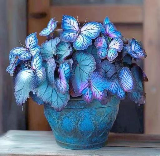 🌺 Motýlia begónia – kvety, ktoré tancujú ako motýle 🦋