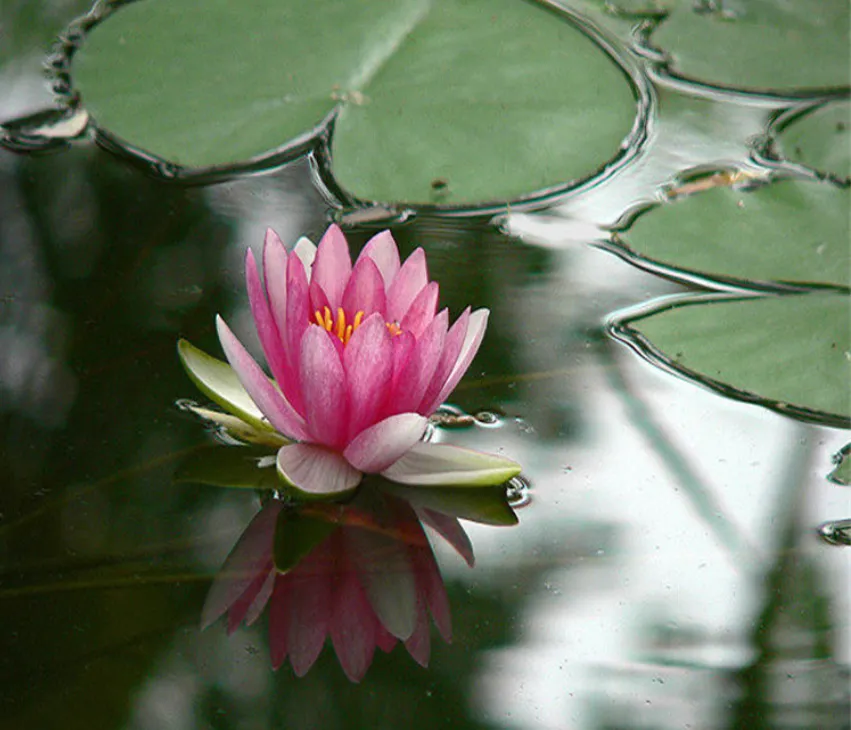 🌺 Ľahko pestovateľné semienka lekna (lotosu), vhodné na výsadbu v akomkoľvek ročnom období 🌿