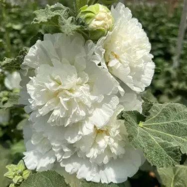 🌼 Semená plnokvetej slezovej ruže 🌿