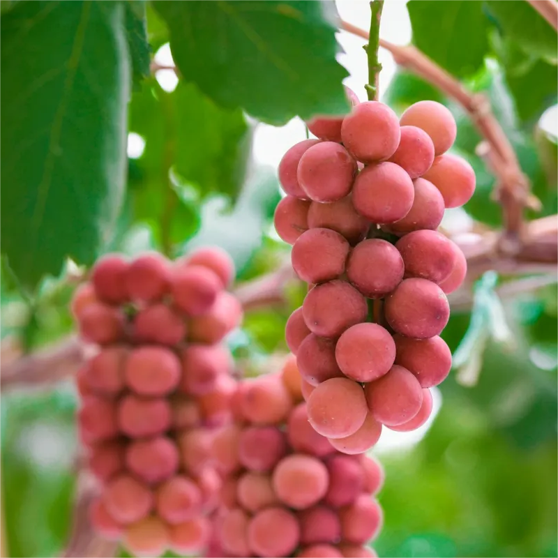 🍇 Sladké a aromatické fialové hrozno 🍇