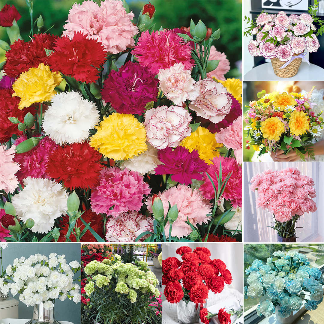 🌺Semená dvojitého karafiátu