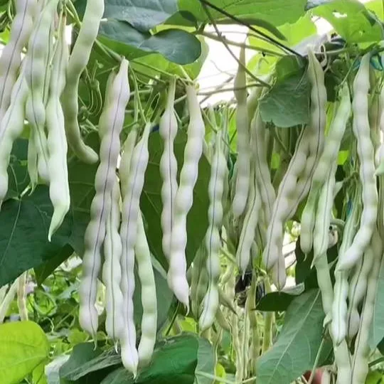 ✨Високодобивен червен боб✨