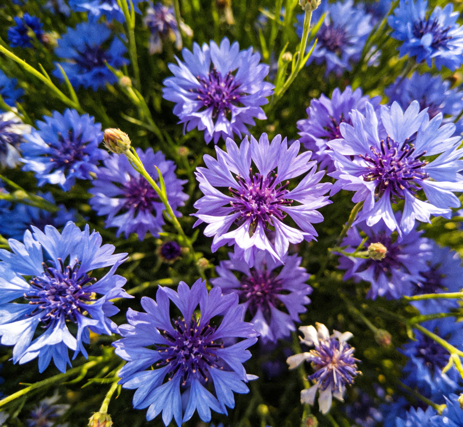 Semená nevädze do záhrady, kvitnú počas celej sezóny
