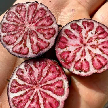 🍉 Červený ženšen – magické ovocie s perlovými plodmi!