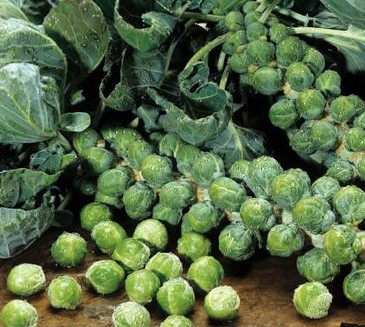 Mini kapustové semienka