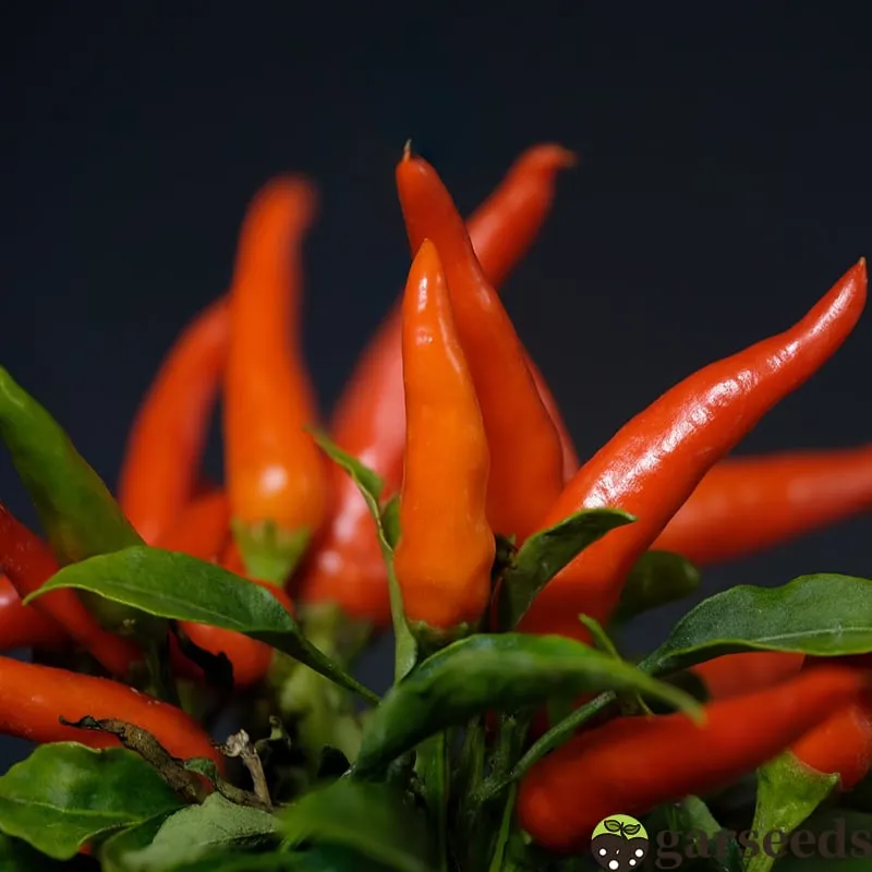 🌶 Semienka čili papričky „Beauty Chili“ – vysoký výnos a ľahká pestovateľnosť