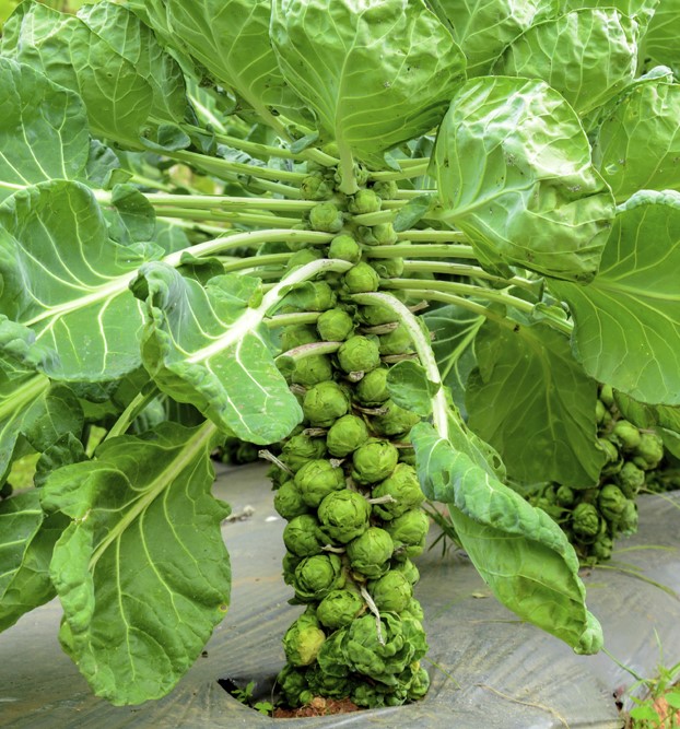 Mini kapustové semienka