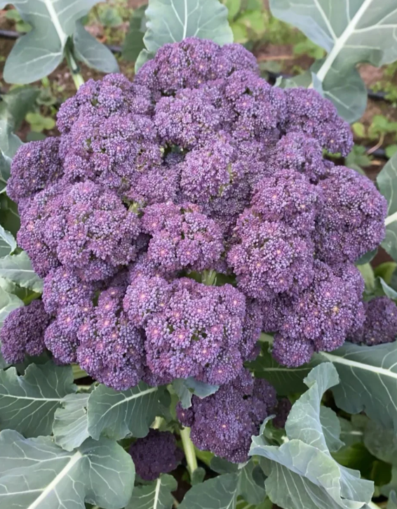 Semená brokolice – neGMO F1 semená