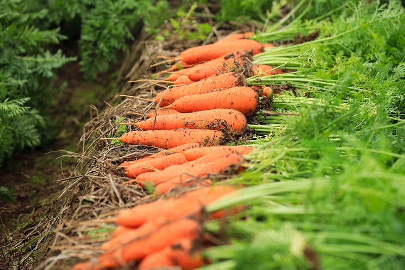 Semená mrkvy Kuroda – sladká, šťavnatá a vysoko výnosná odroda