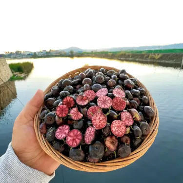 🍉 Červený ženšen – magické ovocie s perlovými plodmi!
