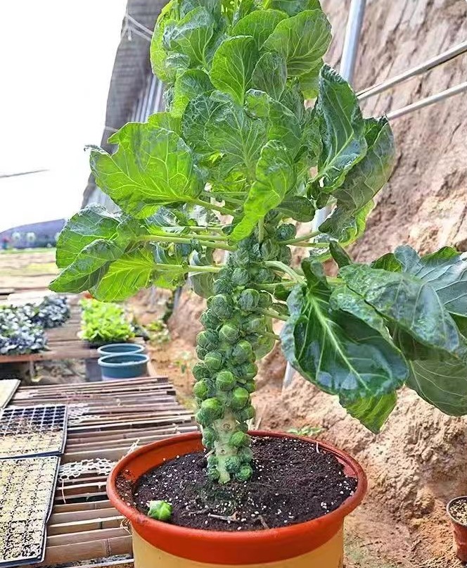 Mini kapustové semienka