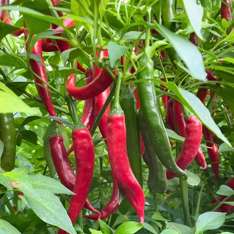 🌶 Semienka čili papričky „Beauty Chili“ – vysoký výnos a ľahká pestovateľnosť