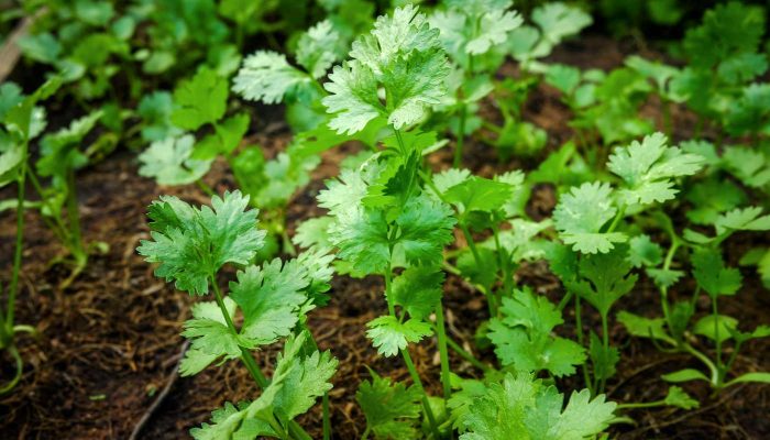 Semienka koriandra / Wansoy (koriander) – vysoká klíčivosť – Non-GMO F1 hybridné semená