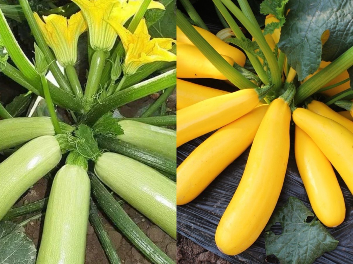 Semena Cukety F1 Superplodné – Hromadné plodenie, bez GMO