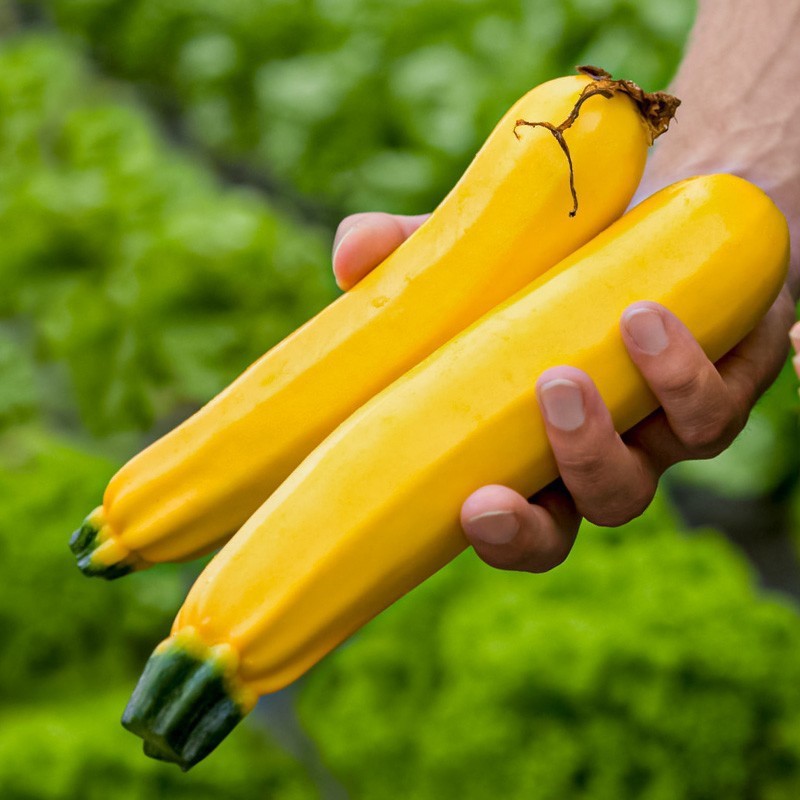 Semena Cukety F1 Superplodné – Hromadné plodenie, bez GMO