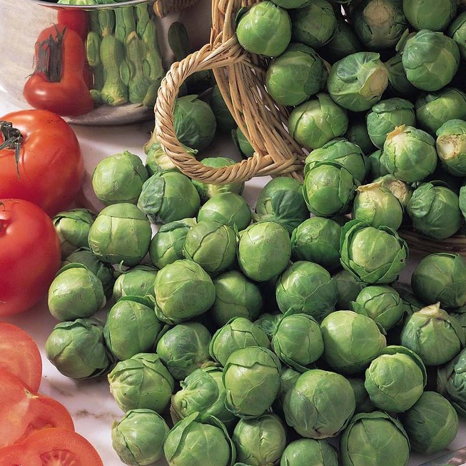 Mini kapustové semienka