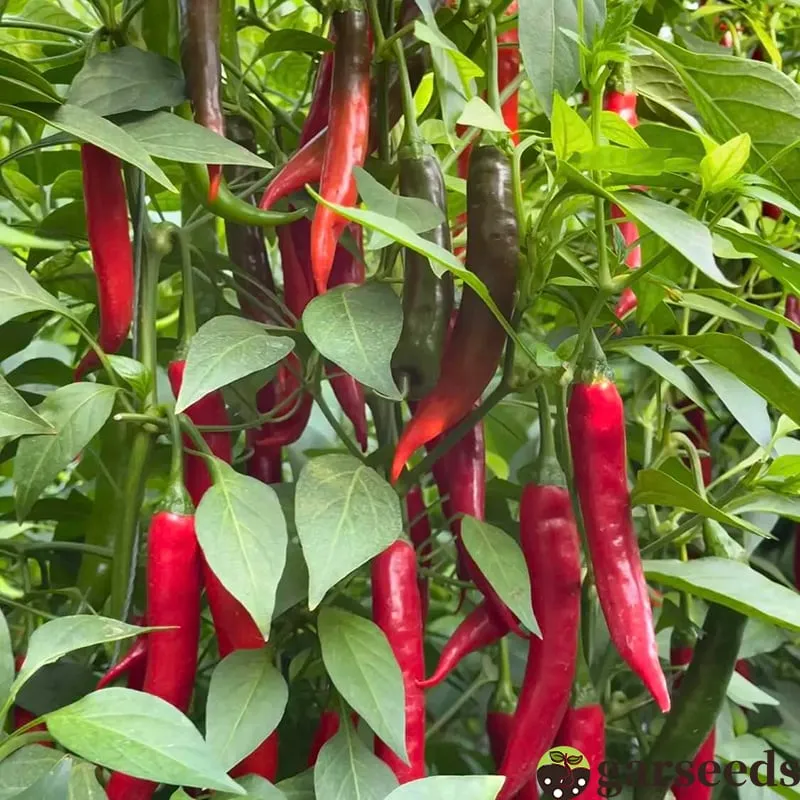 🌶 Semienka čili papričky „Beauty Chili“ – vysoký výnos a ľahká pestovateľnosť