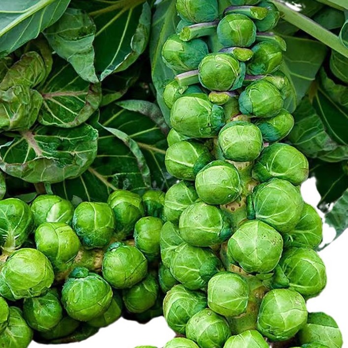 Mini kapustové semienka