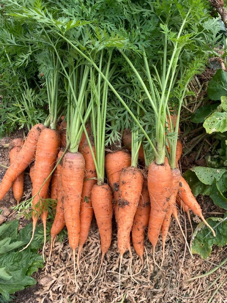 Semená mrkvy Kuroda – sladká, šťavnatá a vysoko výnosná odroda