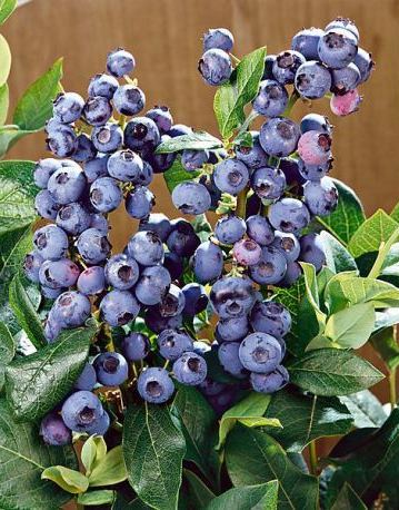 Vysokoúrodné semená bonsajovej čučoriedky