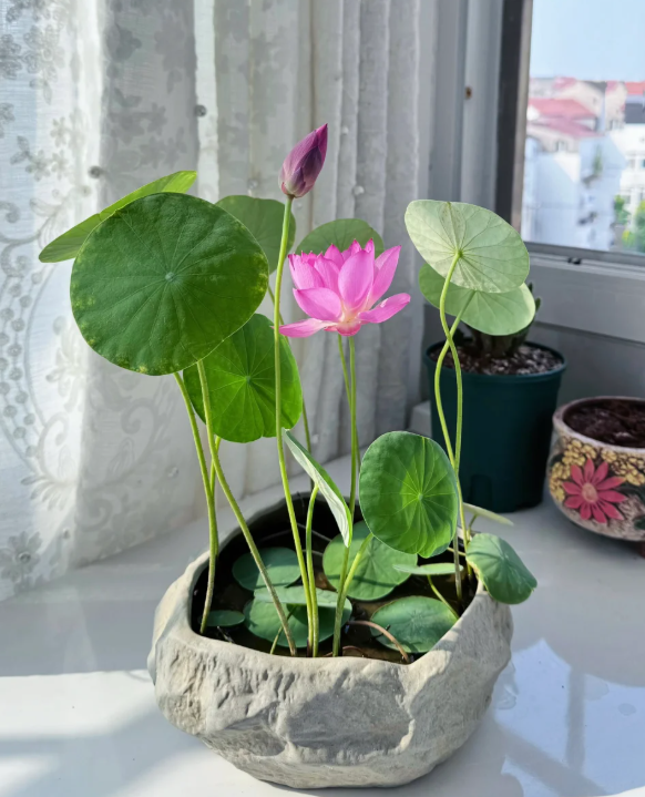 Mini lotos pestovaný v miske