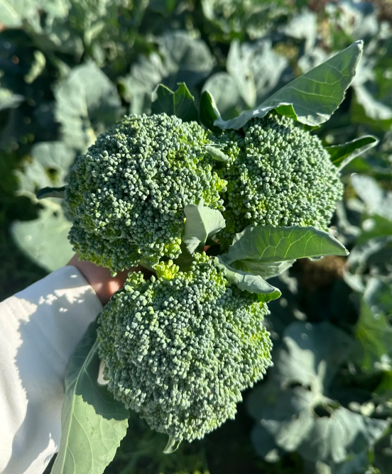Semená brokolice – neGMO F1 semená
