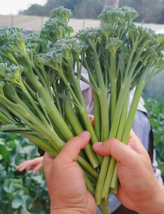 Semená brokolice – neGMO F1 semená