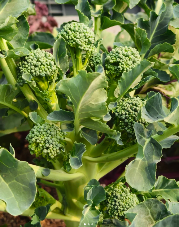 Semená brokolice – neGMO F1 semená