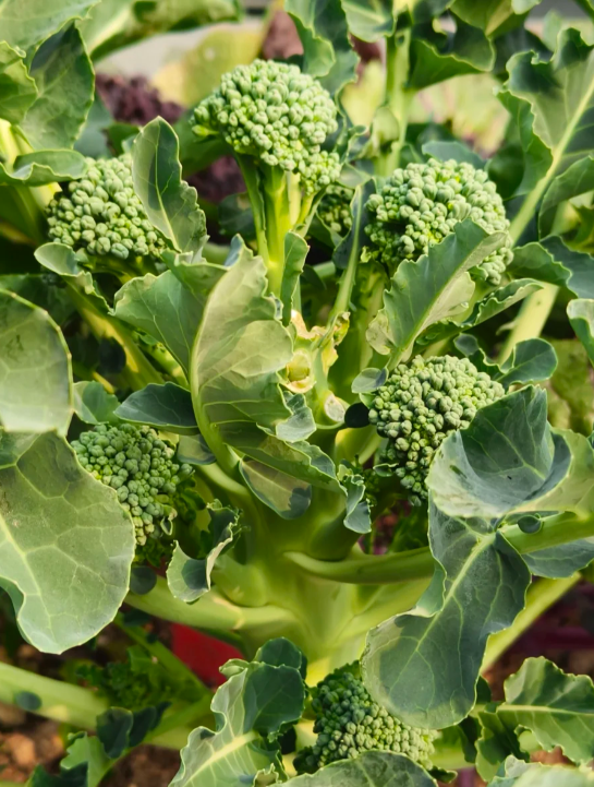 Semená brokolice – neGMO F1 semená