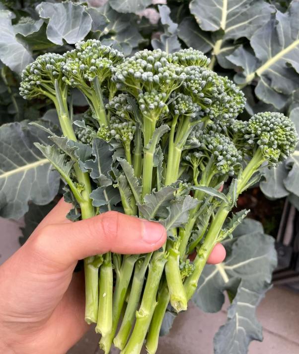 Semená brokolice – neGMO F1 semená