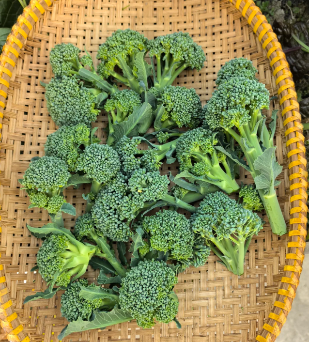 Semená brokolice – neGMO F1 semená