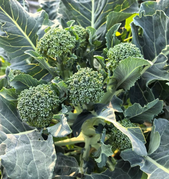 Semená brokolice – neGMO F1 semená