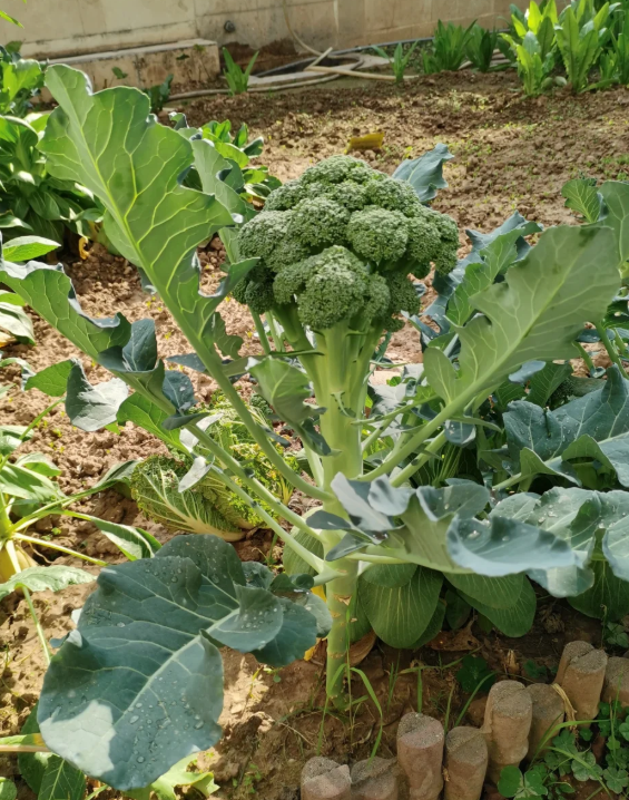 Semená brokolice – neGMO F1 semená