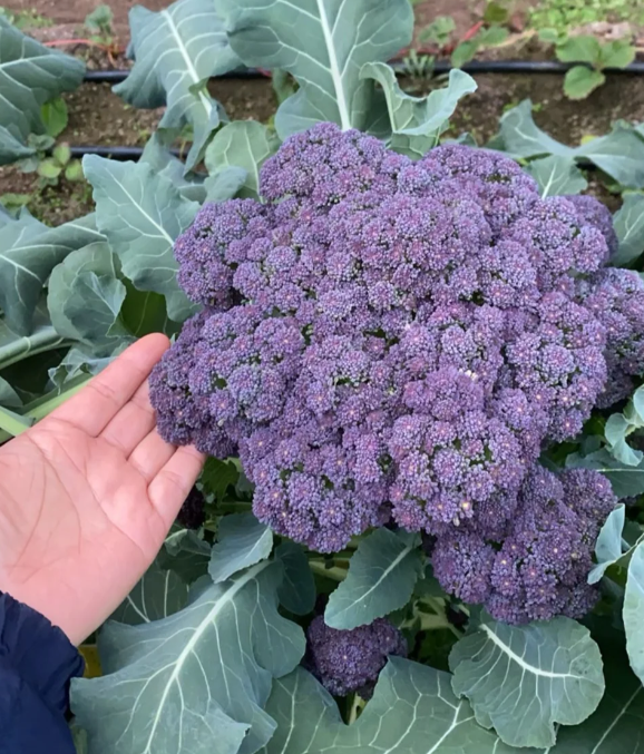 Semená brokolice – neGMO F1 semená