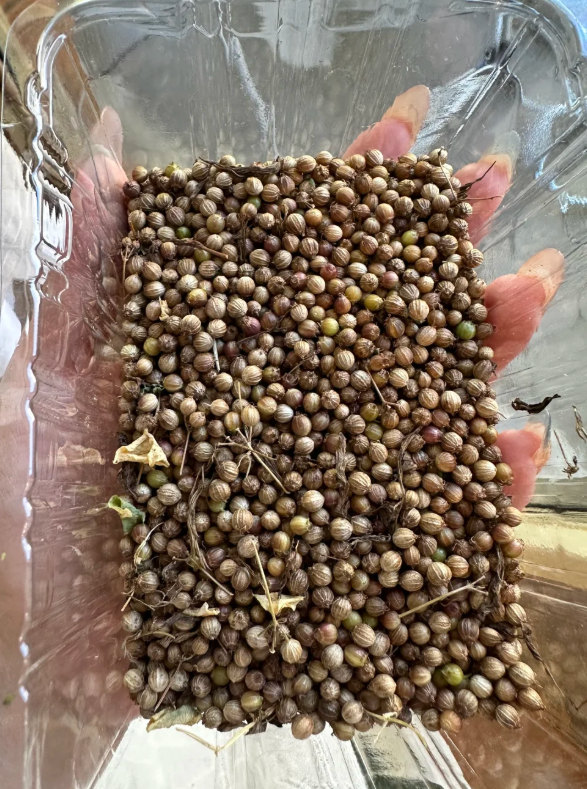 Semienka koriandra / Wansoy (koriander) – vysoká klíčivosť – Non-GMO F1 hybridné semená