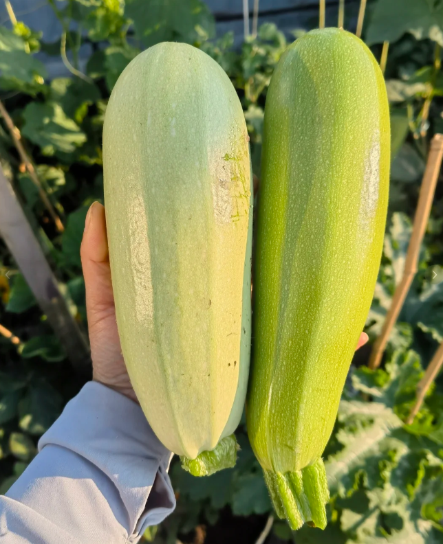 Semena Cukety F1 Superplodné – Hromadné plodenie, bez GMO