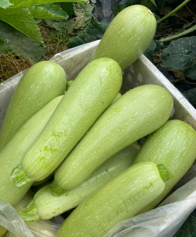 Semena Cukety F1 Superplodné – Hromadné plodenie, bez GMO