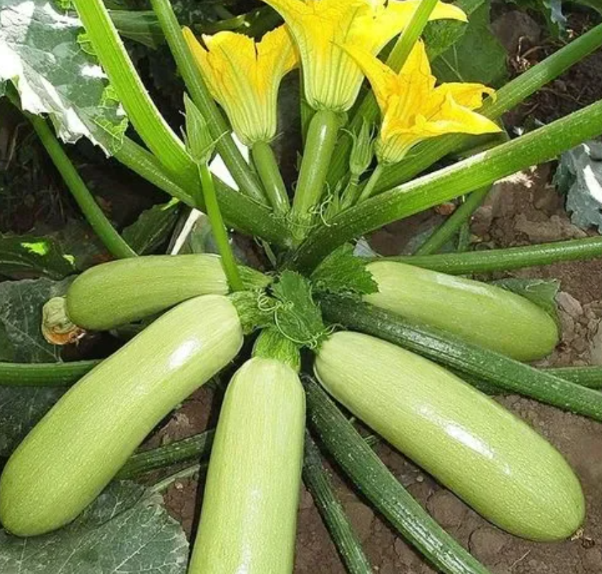 Semena Cukety F1 Superplodné – Hromadné plodenie, bez GMO