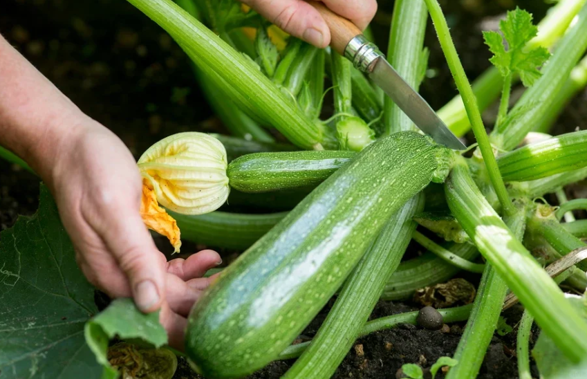 Semena Cukety F1 Superplodné – Hromadné plodenie, bez GMO