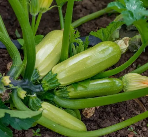 Semena Cukety F1 Superplodné – Hromadné plodenie, bez GMO