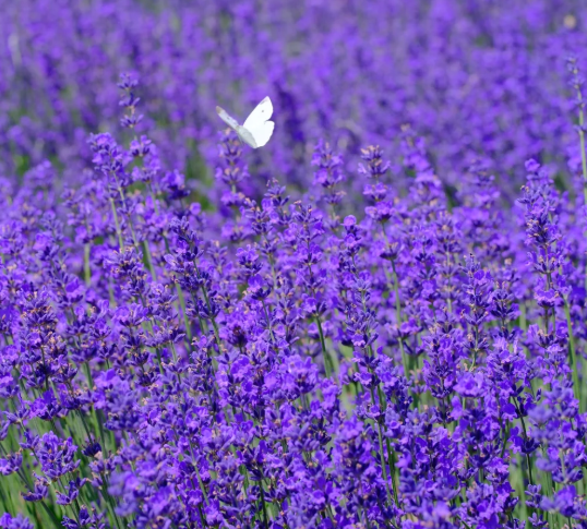 🌿 Semienka levandule | Vypestujte si vlastnú voňavú záhradu doma 💜
