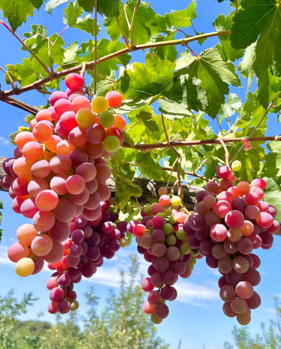 🌿 Obrovské semienka hrozna – zdravé korienky, veľké plody bez semien 🍇