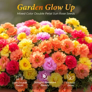 🌹 Zmiešané farebné semená dvojkvetej machovej ruže – Pestrofarebná krása s bohatými kvetmi 🌸✨